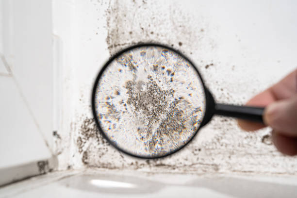 Best Residential Mold Remediation in Mount Hope, WV